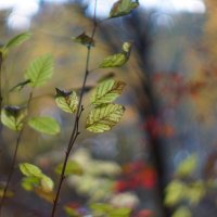 Этюд :: Владилен Панченко