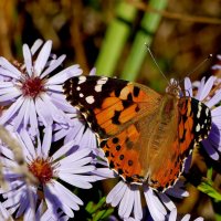 Из сегодняшней съёмки 9 :: Александр Прокудин Из сегодняшней съёмки 9 :: Александр Прокудин
