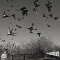 Птицы :: Ирина Курмалеева