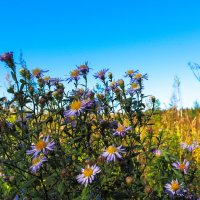 ***** :: юрий поляков