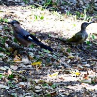 Сойка и зеленый дятел :: Павленко Михаил 