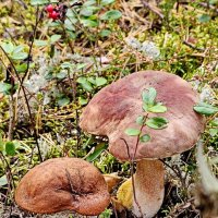 Вытегра. Лес. Грибы. Ягоды. :: Михаил Свиденцов