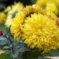 Желтые хризантемы :: Светлана Ищенко