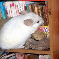 Белка :: Сергей Кочнев Белка :: Сергей Кочнев