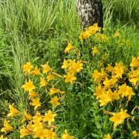 летом :: Галина R...