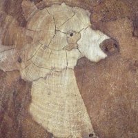 ПАМЯТЬ О ЖИЗНИ  (срез дерева) :: Валерий Кокорев