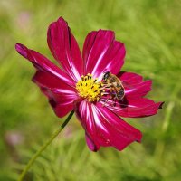 Космея :: Татьяна Тюменка Космея :: Татьяна Тюменка