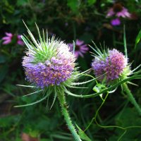 Ворсянка цветёт :: Людмила Смородинская