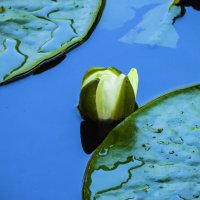 Бутон белой лилии :: Валентин Семчишин