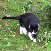 Гуляет по саду :: Людмила Смородинская