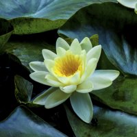 Белая  лилия :: Валентин Семчишин