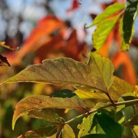 Осенний этюд. :: Владимир Мигонькин