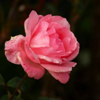 Доброе утро :: Юрий. Шмаков