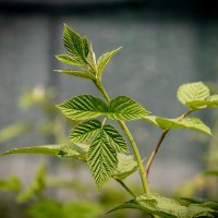 Малина :: Игорь Сикорский