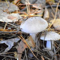 Рядовка (говорушка дымчатая) :: Татьяна Лютаева