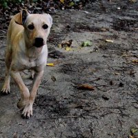 Про разных собачек... :: Николай Саржанов