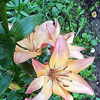 Цветы. :: Владимир Драгунский