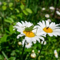 Перед прыжком :: Владимир Иванович