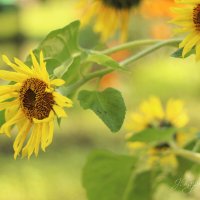 *** :: Елена Kазак (selena1965)