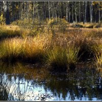 Осень на болоте... :: Aleksandr Gal Осень на болоте... :: Aleksandr Gal
