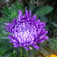 Астра :: Елена Семигина