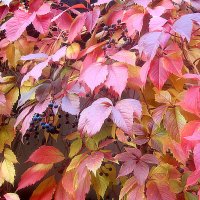 Краски осени :: Елена Семигина Краски осени :: Елена Семигина