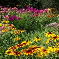 Разноцветье :: Рита Симонова