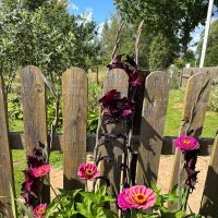 Летние краски :: Алексей Домрин