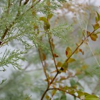 В плотном тумане....Осенний этюд :: Надежда Куркина 