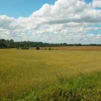 "Стоит пшеница золотая..." :: Наталья Лунева "Стоит пшеница золотая..." :: Наталья Лунева