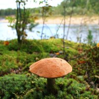 Грибная пора :: Галина Ильясова