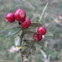 Брусника :: Зоя Мишина