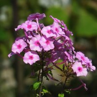 Осень, осень ... 2 :: Natali 