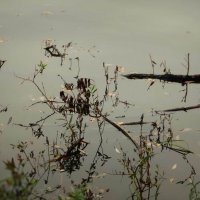 водная гладь сентября :: Любовь водная гладь сентября :: Любовь