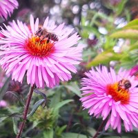 Цветы :: Наталья 