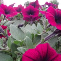 ПЕТУНИИ :: СЕРГЕЙ ФИЛОЧКИН ПЕТУНИИ :: СЕРГЕЙ ФИЛОЧКИН