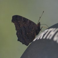 Приземлилась. :: юрий Амосов Приземлилась. :: юрий Амосов