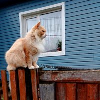 "Сфинкс" :: Алексей Ильичёв