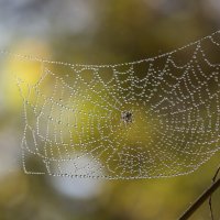 В росе... :: Андрей Пристяжнюк В росе... :: Андрей Пристяжнюк