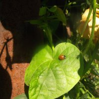 На осеннем солнышке :: Наталья На осеннем солнышке :: Наталья