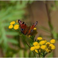 Последние теплые деньки... :: Sergey (Apg)