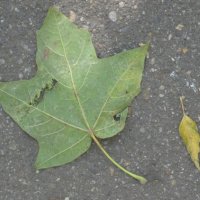 Кленовый листик :: Дмитрий Никитин