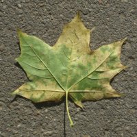 Кленовый листочек :: Дмитрий Никитин Кленовый листочек :: Дмитрий Никитин