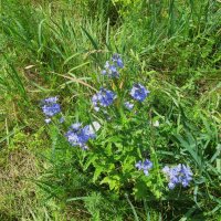 было лето :: Елена Шаламова