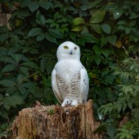 Полярная сова :: Andrew 