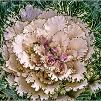 Про капусту... :: Aquarius - Сергей