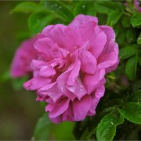 душистый шиповник.. :: Ирина С