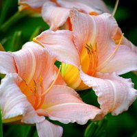 Лилейники моего сада :: Татьяна Лютаева