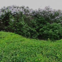 май :: Елена Шаламова