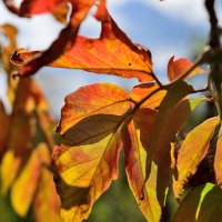 Осенний этюд. :: Владимир Мигонькин